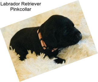 Labrador Retriever Pinkcollar