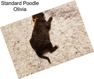 Standard Poodle Olivia