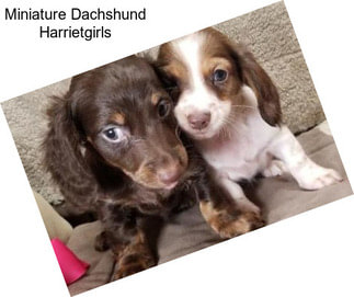 Miniature Dachshund Harrietgirls