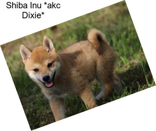 Shiba Inu *akc Dixie*