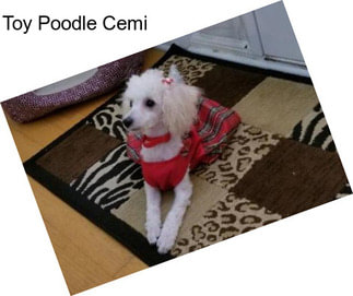 Toy Poodle Cemi