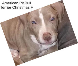 American Pit Bull Terrier Christmas F