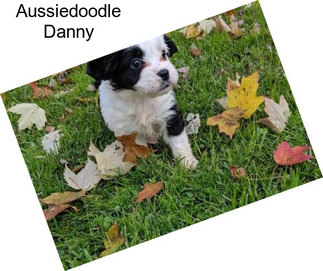 Aussiedoodle Danny