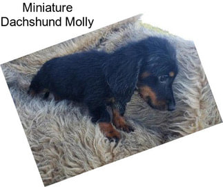 Miniature Dachshund Molly