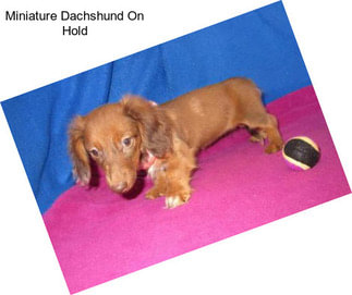 Miniature Dachshund On Hold