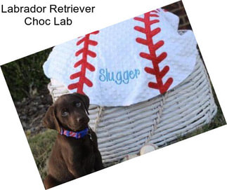 Labrador Retriever Choc Lab