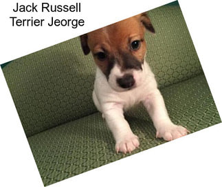 Jack Russell Terrier Jeorge