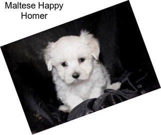 Maltese Happy Homer