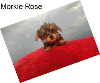 Morkie Rose