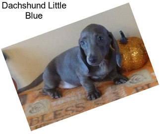 Dachshund Little Blue