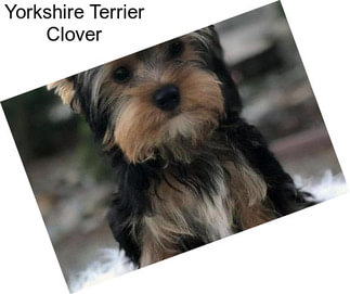 Yorkshire Terrier Clover