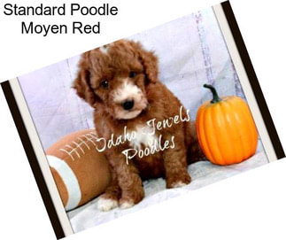 Standard Poodle Moyen Red