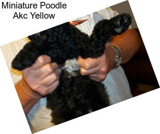 Miniature Poodle Akc Yellow