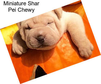 Miniature Shar Pei Chewy