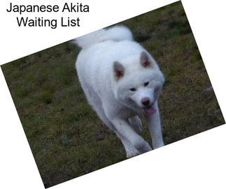 Japanese Akita Waiting List