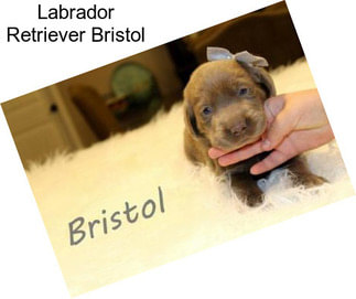 Labrador Retriever Bristol