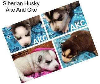 Siberian Husky Akc And Ckc
