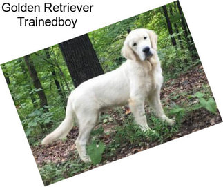 Golden Retriever Trainedboy