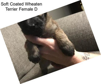 Soft Coated Wheaten Terrier Female D