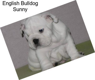 English Bulldog Sunny