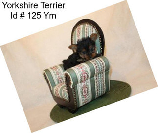 Yorkshire Terrier Id # 125 Ym