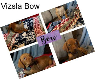 Vizsla Bow