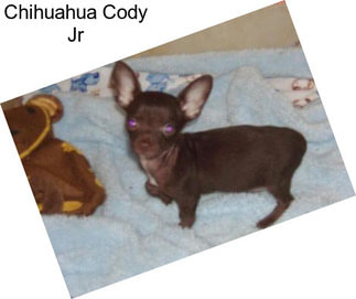 Chihuahua Cody Jr