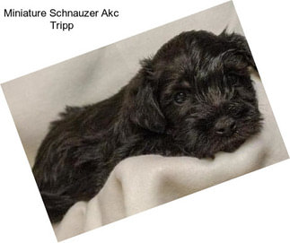 Miniature Schnauzer Akc Tripp