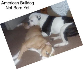 American Bulldog Not Born Yet