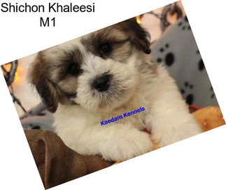 Shichon Khaleesi M1