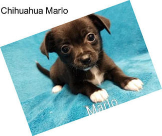 Chihuahua Marlo