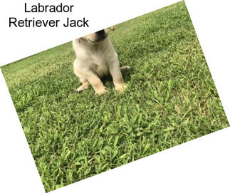 Labrador Retriever Jack
