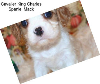 Cavalier King Charles Spaniel Mack