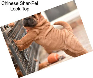Chinese Shar-Pei Look Top