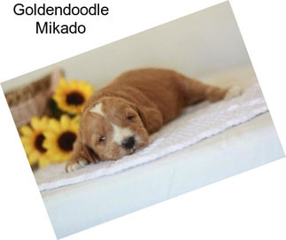 Goldendoodle Mikado