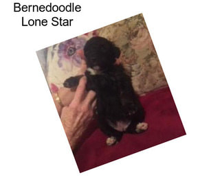 Bernedoodle Lone Star