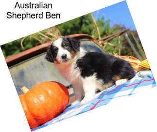 Australian Shepherd Ben