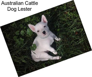 Australian Cattle Dog Lester