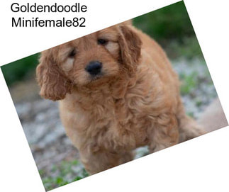 Goldendoodle Minifemale82