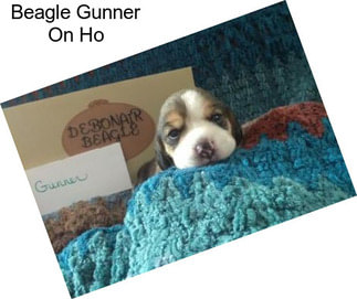 Beagle Gunner On Ho