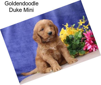 Goldendoodle Duke Mini