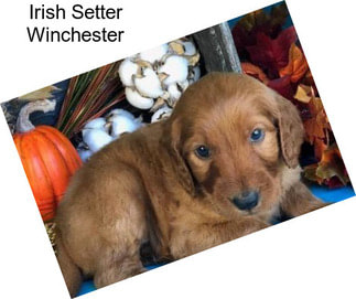 Irish Setter Winchester