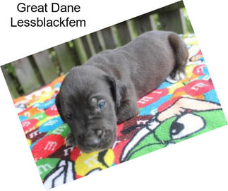 Great Dane Lessblackfem