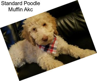 Standard Poodle Muffin Akc
