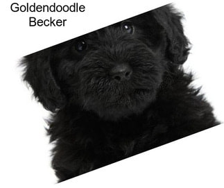Goldendoodle Becker