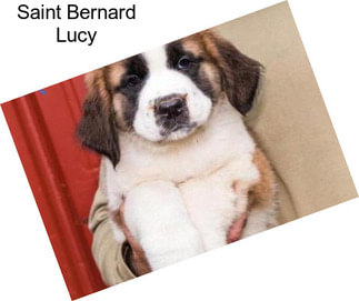 Saint Bernard Lucy