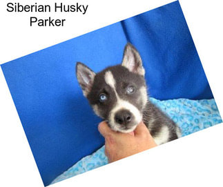 Siberian Husky Parker