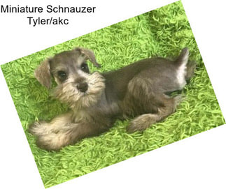 Miniature Schnauzer Tyler/akc