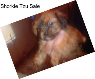 Shorkie Tzu Sale