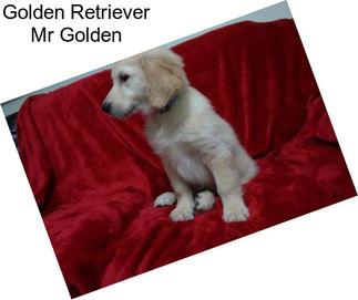 Golden Retriever Mr Golden